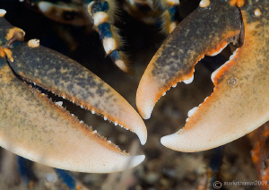 Lobster claws.
Menai Straits, N. Wales, Sept 09.
D3 105mm. by Mark Thomas 